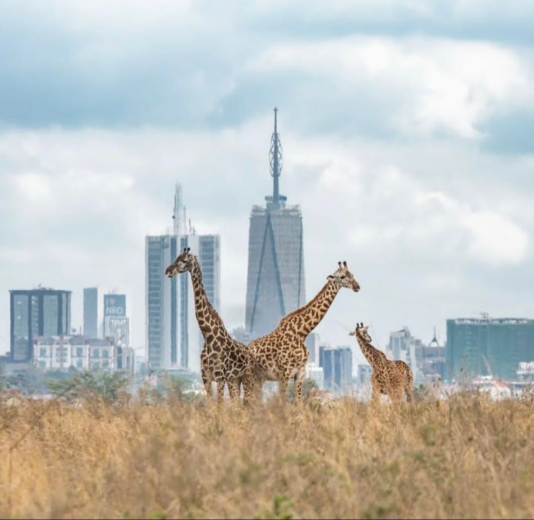 1 Day Nairobi National Park Safari