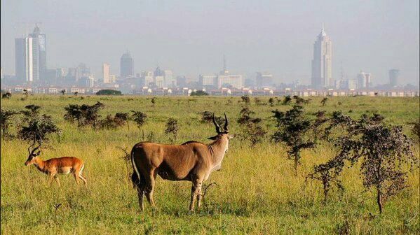 1 Day Nairobi National Park Safari