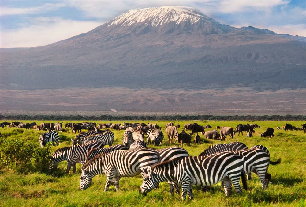 5-Day Kenya Safari: Maasai Mara, Amboseli & Lake Naivasha