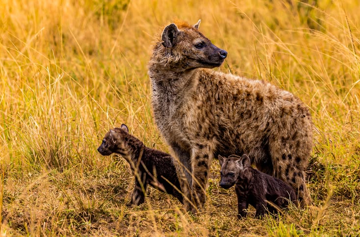 7-Day Maasai Mara, Amboseli, Naivasha, Hell's Gate & Nakuru Safari