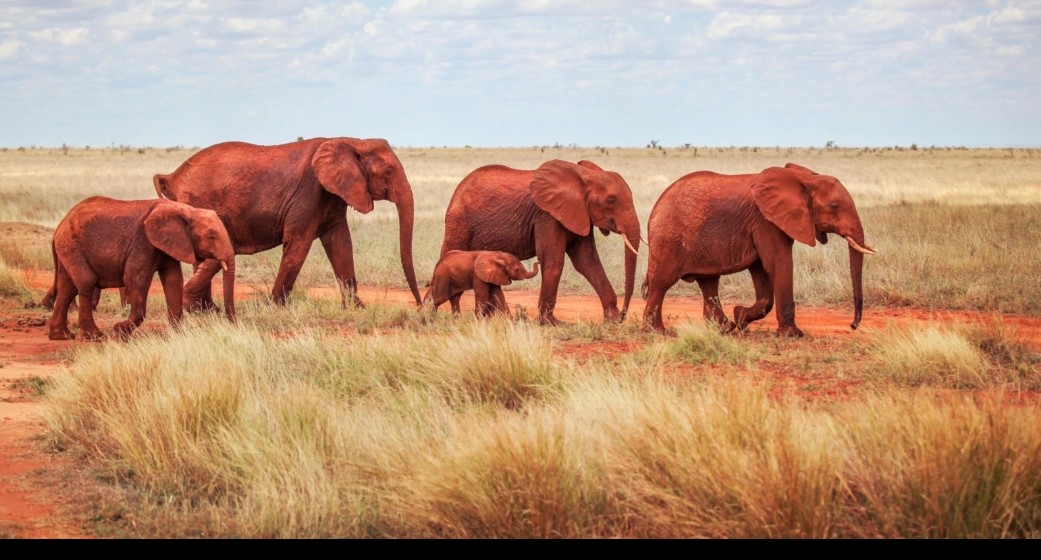 Tsavo West National park