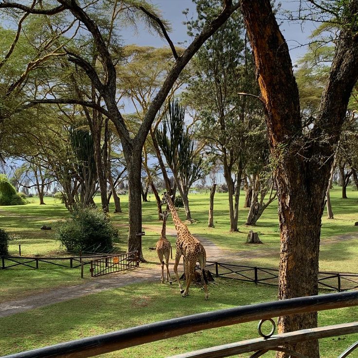 Lake Naivasha