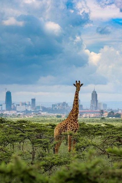 Nairobi National Park