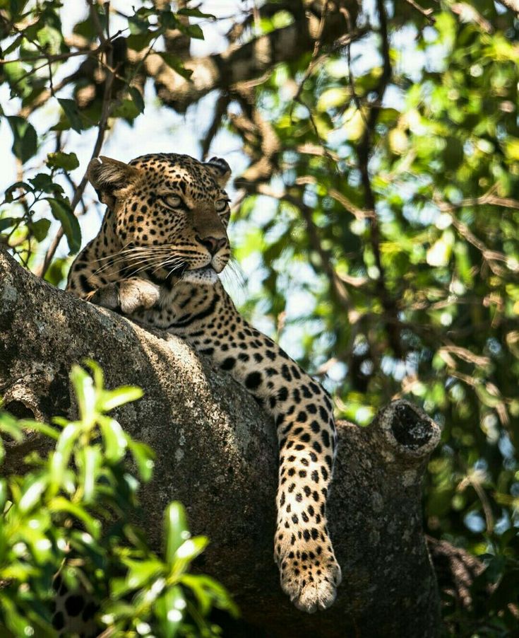 Maasai Mara National Reserve